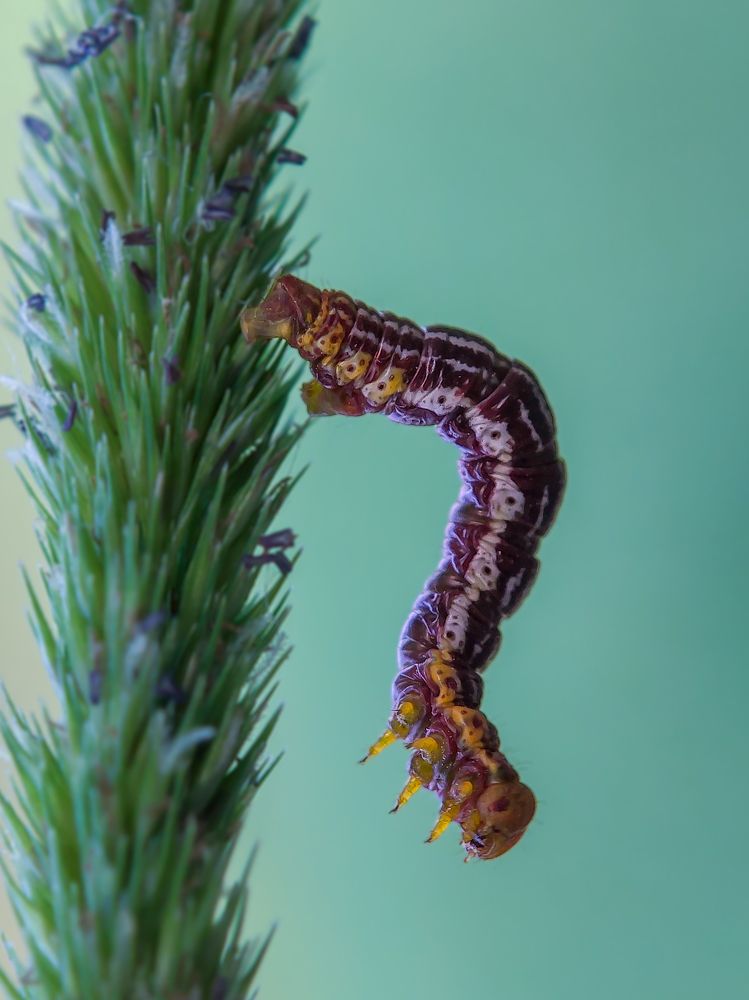 Photograph by Mehedi Hasan Shawan