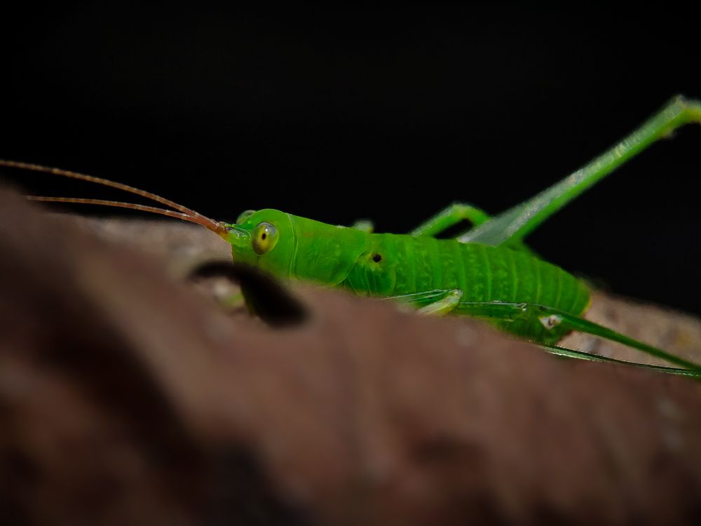 Photograph by Mehedi Hasan Shawan
