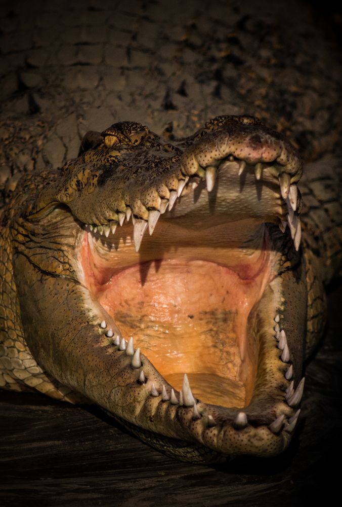 Photograph by Mehedi Hasan Shawan