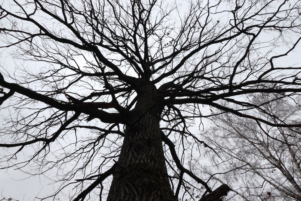 Photograph by Екатерина Каменцева