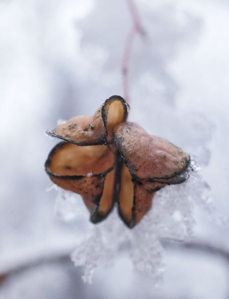 Photograph by Алла