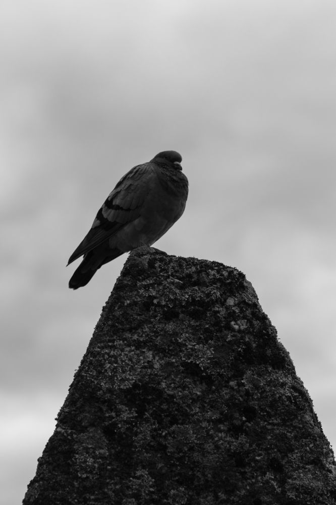 Photograph by Маргарита Пичугина