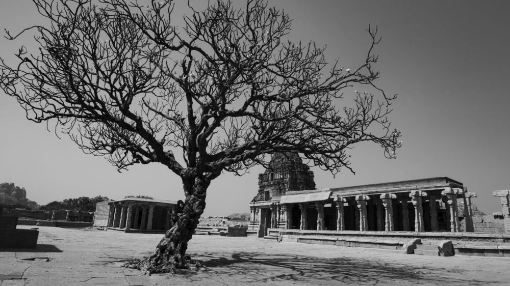 120 years of Plumeria/champa flower plant in Hampi