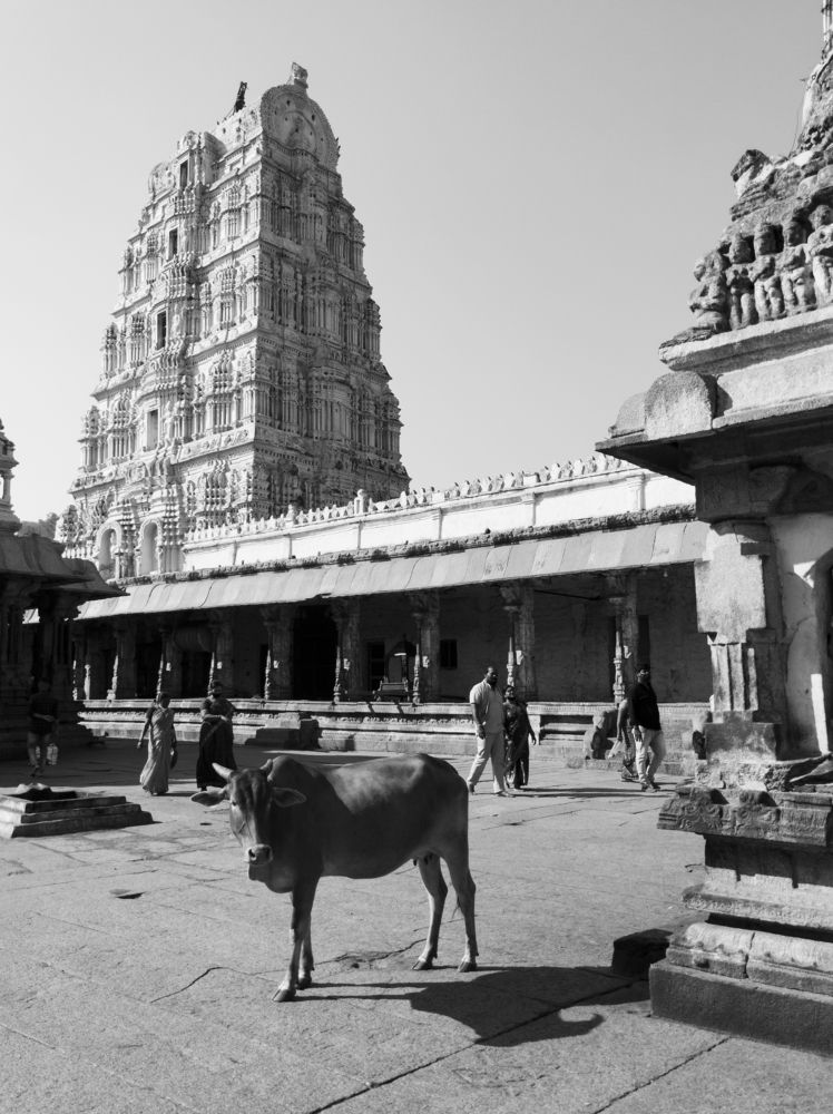 Holy cow in temple Hampi
