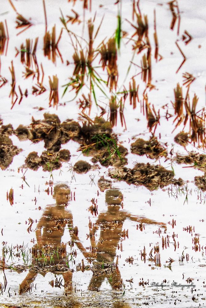 Photograph by DIBAKAR ROY