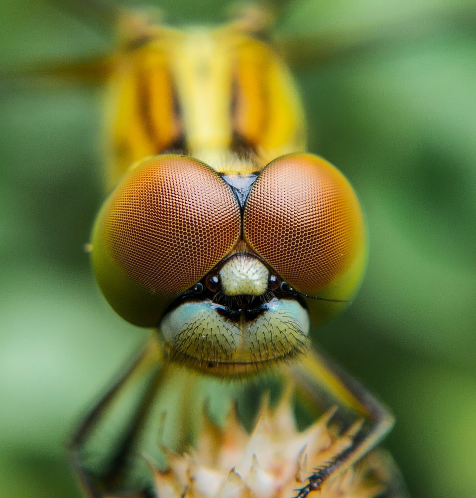 Photograph by Ajeesh A