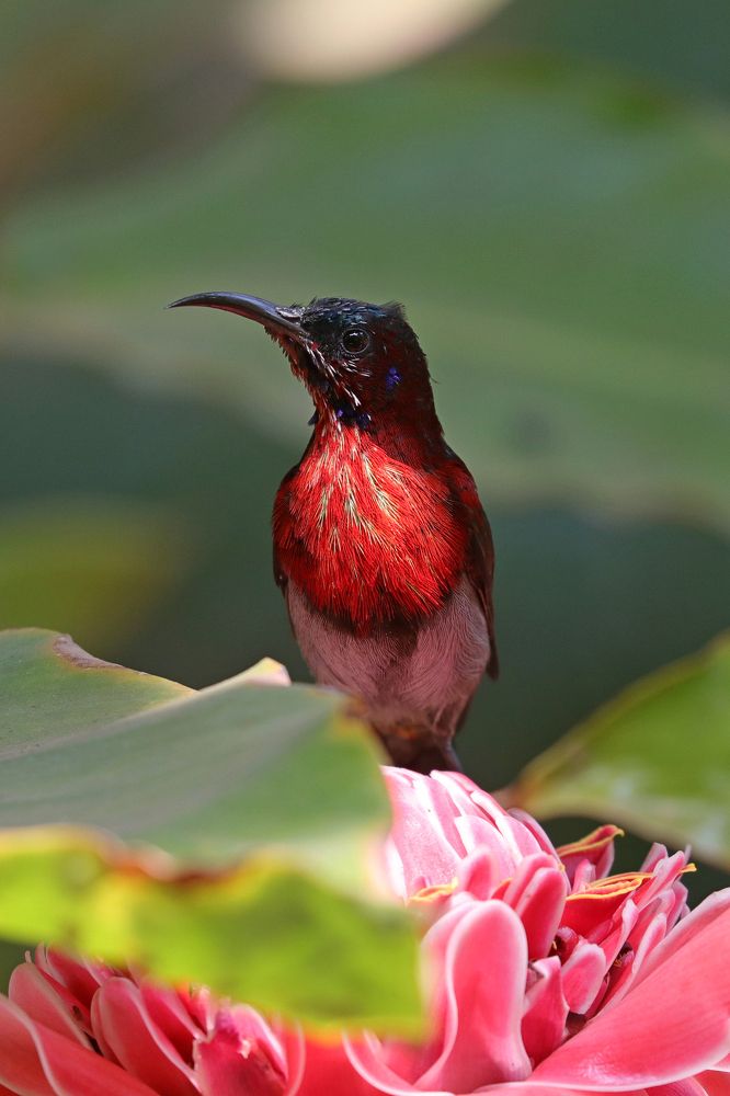 Photograph by Dantale Ajinkya