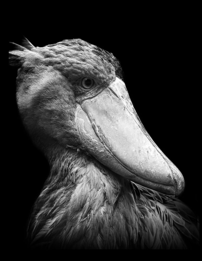 Photograph by Janis Straut