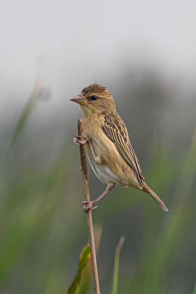 Photograph by Subrata Das