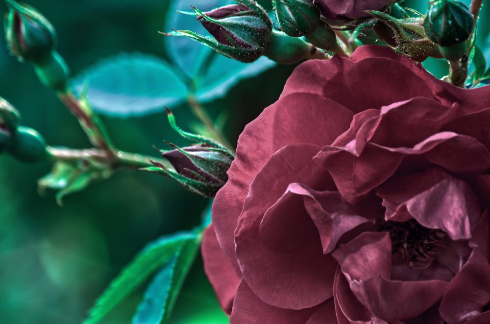 Photograph by Aleksei Degtjarjov