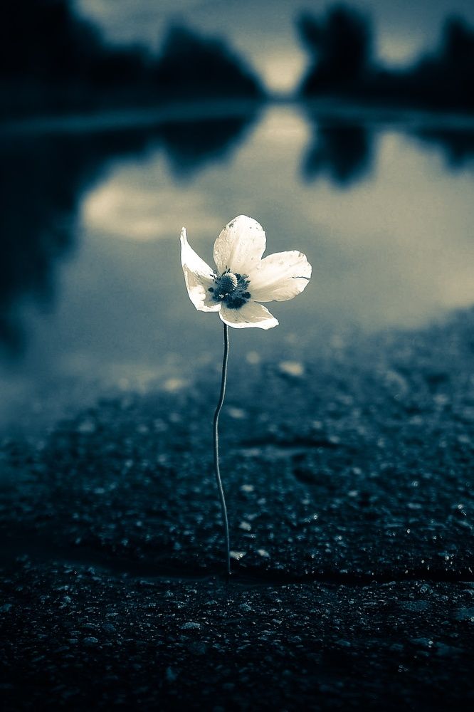 Photograph by Михаил Логвиненко