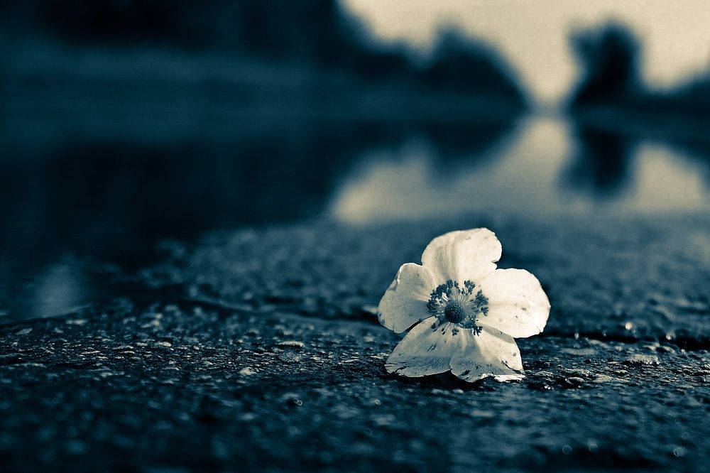 Photograph by Михаил Логвиненко