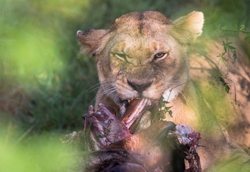 Photograph by Ranjith Kumar