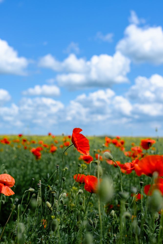 Фотография автора Юлия Кудря