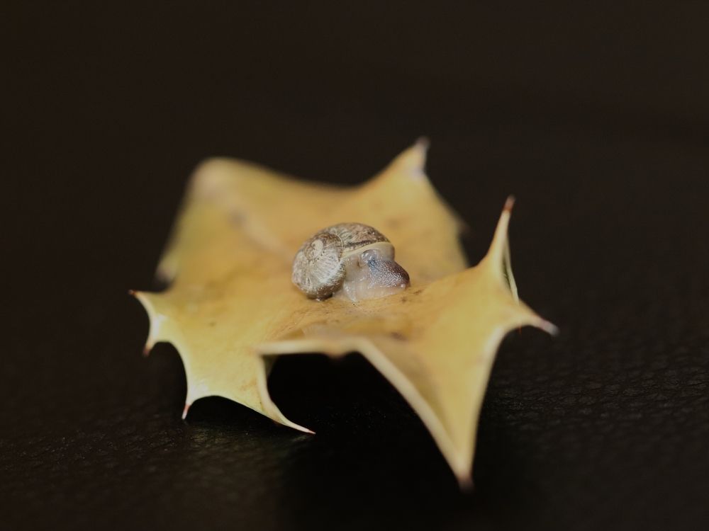 Snail on a leaf