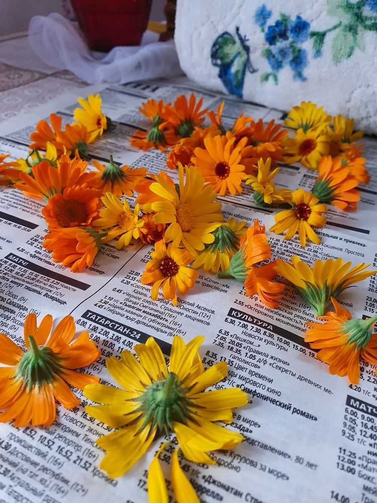 В гостях у бабушки