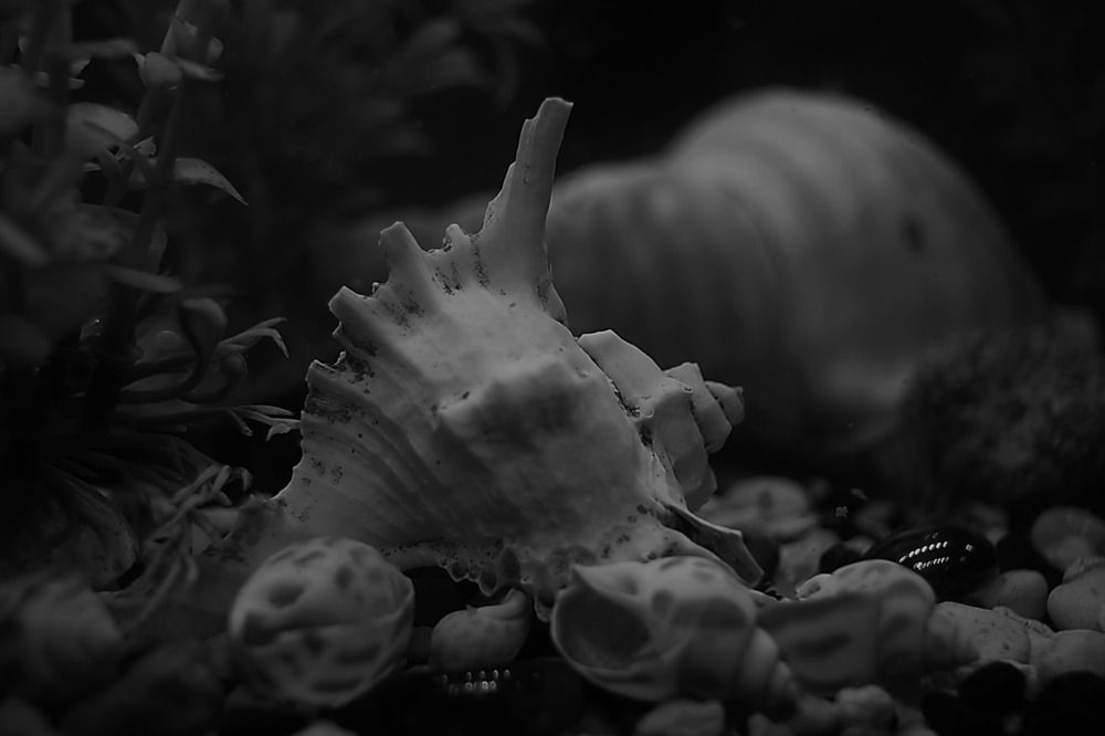 Photograph by Anuja Singh