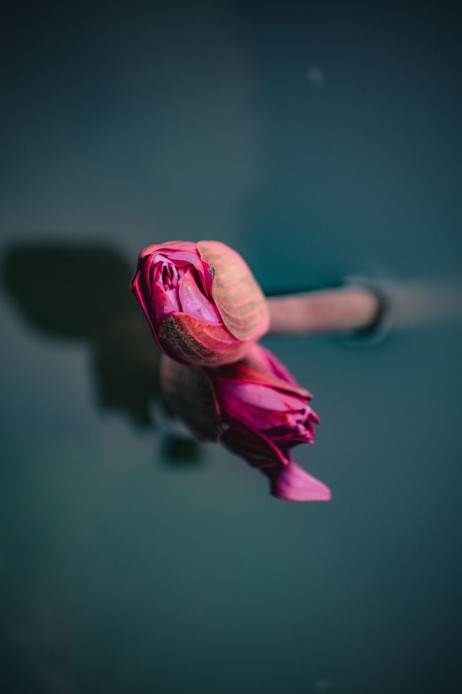 Photograph by Yannah Tekwie