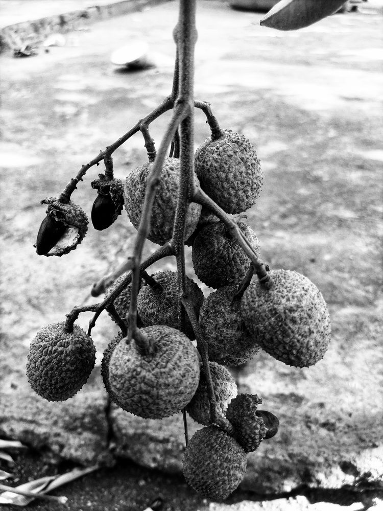 Harvest