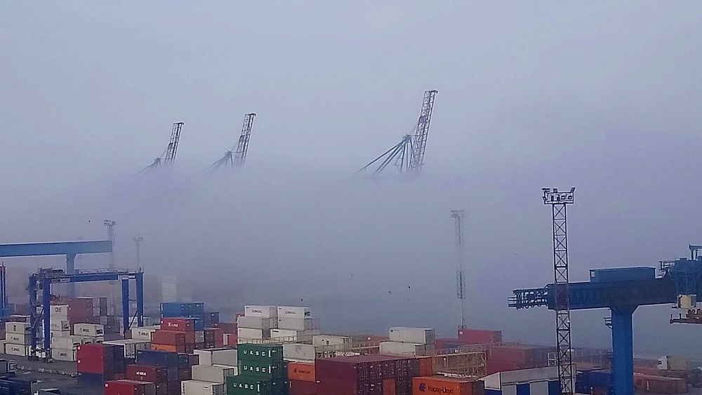 harbor giraffes