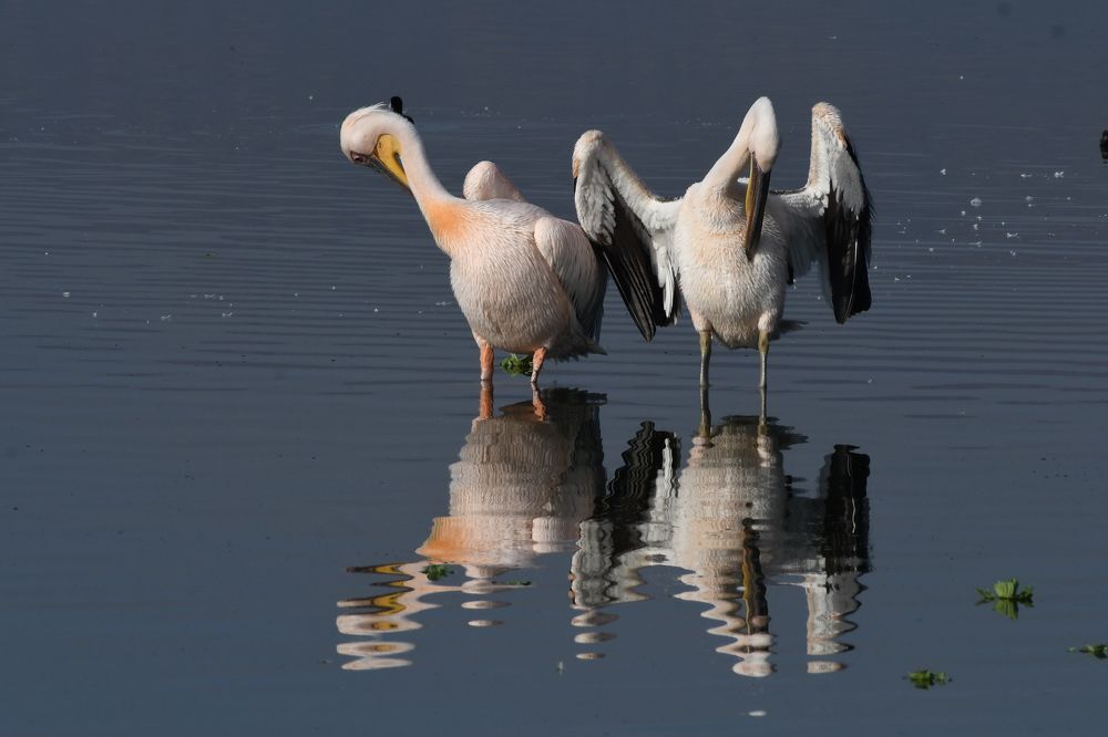 Photograph by Praveen Bhagat