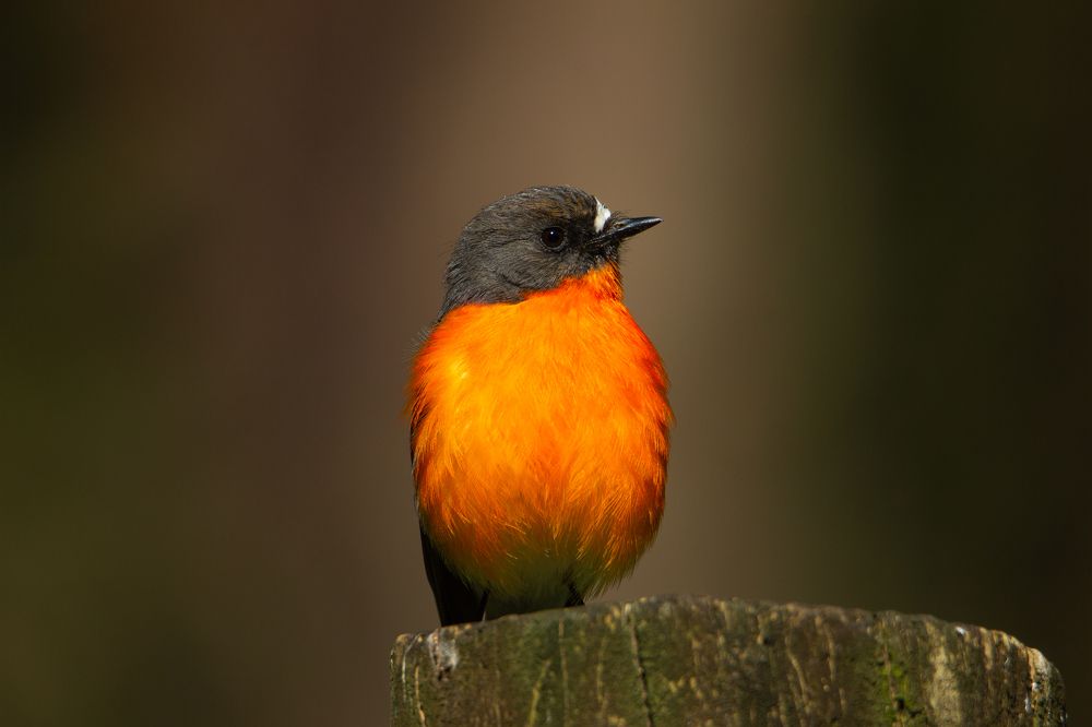 Photograph by Shrinivas Kulkarni