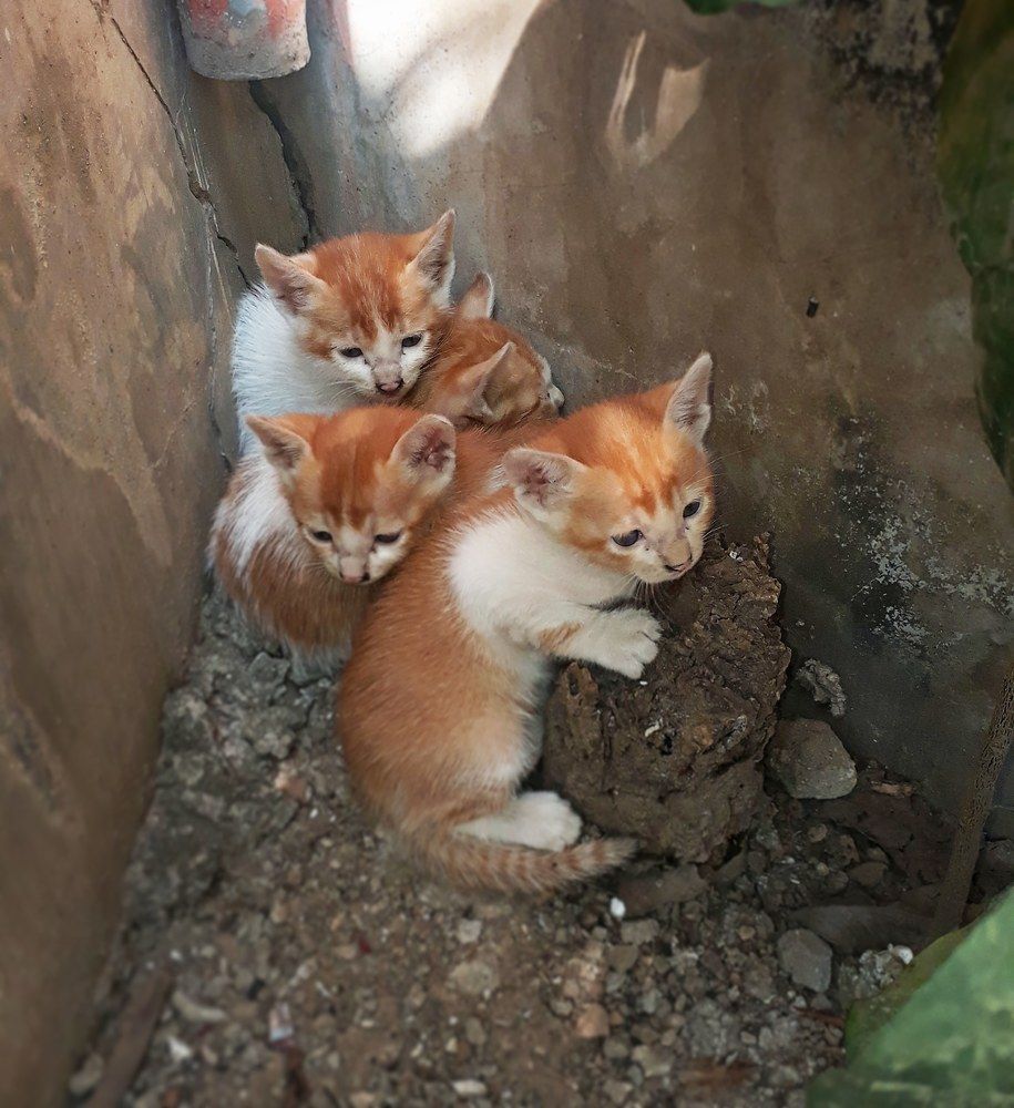 Photograph by Md Saifur Rahman