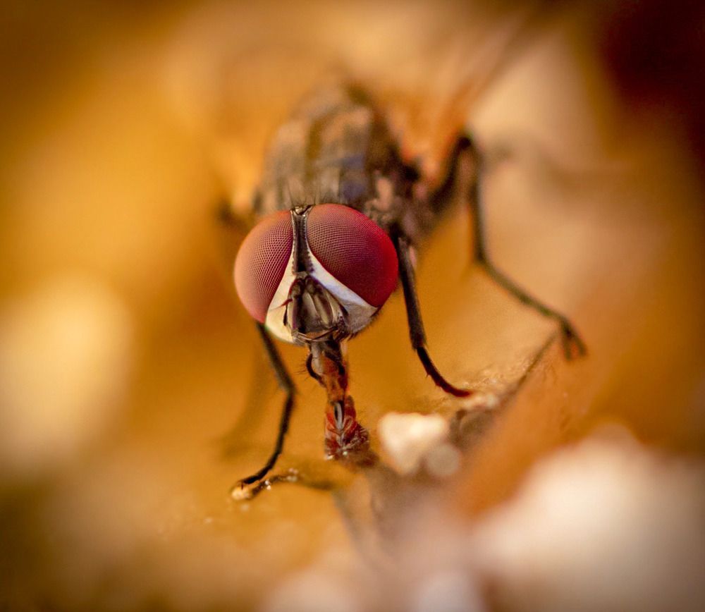 Фотография автора Mohammad Alhadhoud