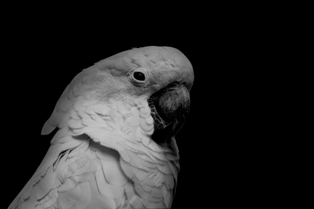 Photograph by  Faizul Ihsan