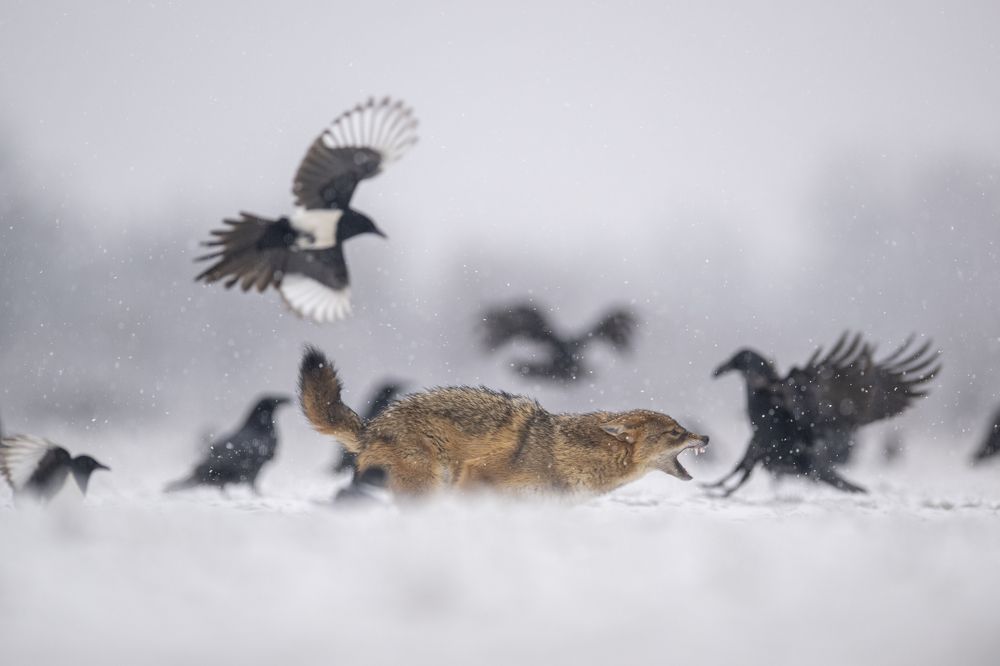 Photograph by Rok Štirn