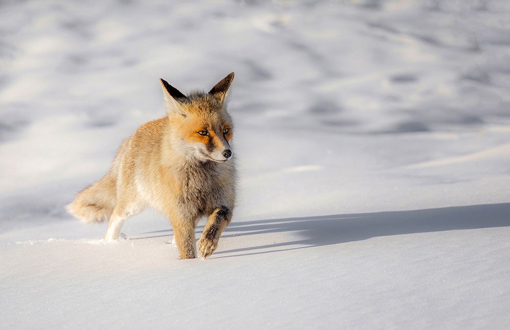 Photograph by parandak Mirali