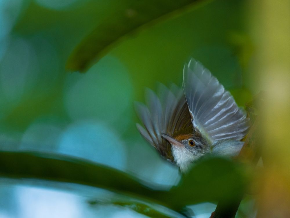 Photograph by Soumya ranjan swain