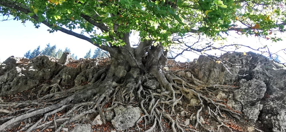 Photograph by Maurizio