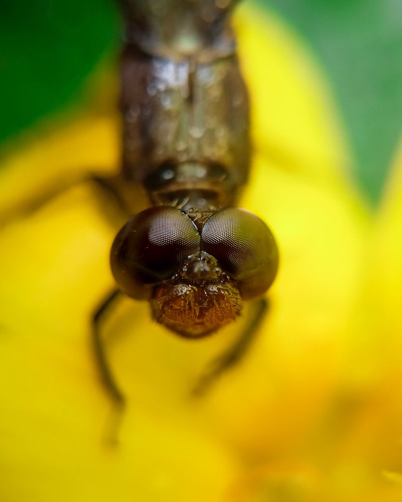 Dragonfly eyes