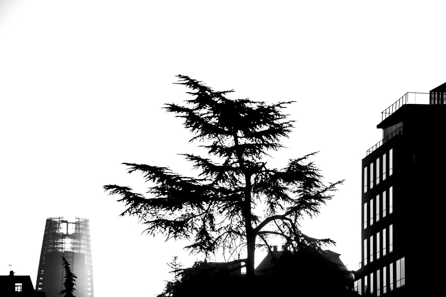 Un árbol entre cemento Un árbol entre cemento
