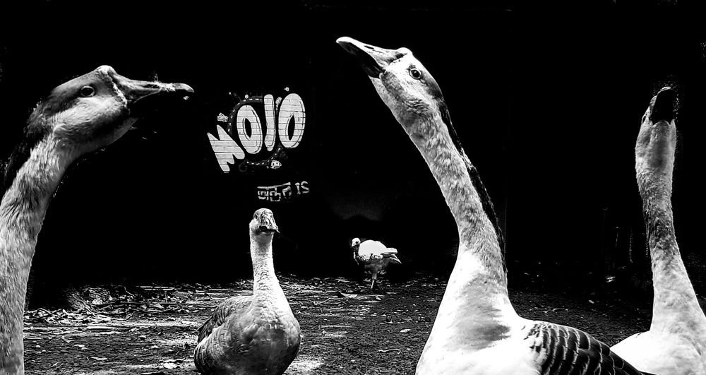 Photograph by Ahmed Jahin Akif