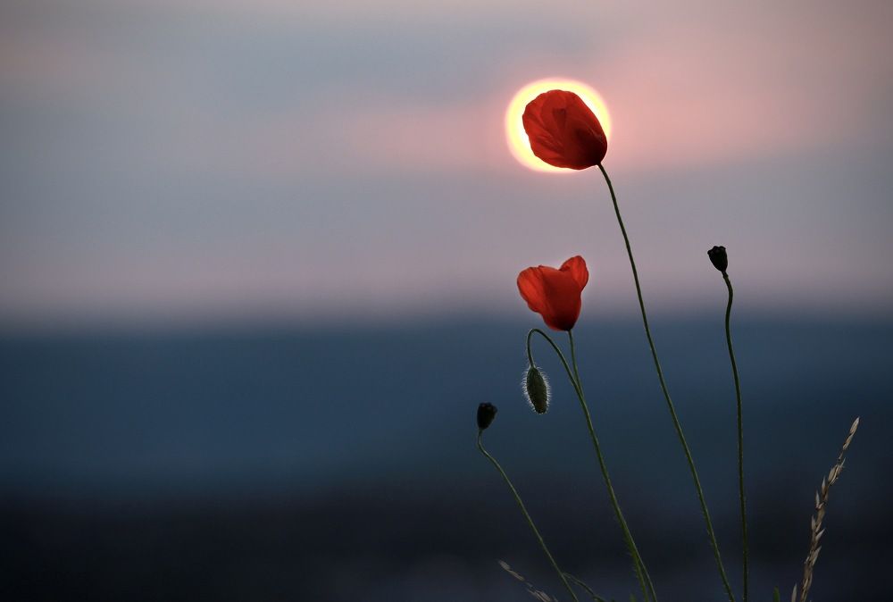 Photograph by Малика Маткарим