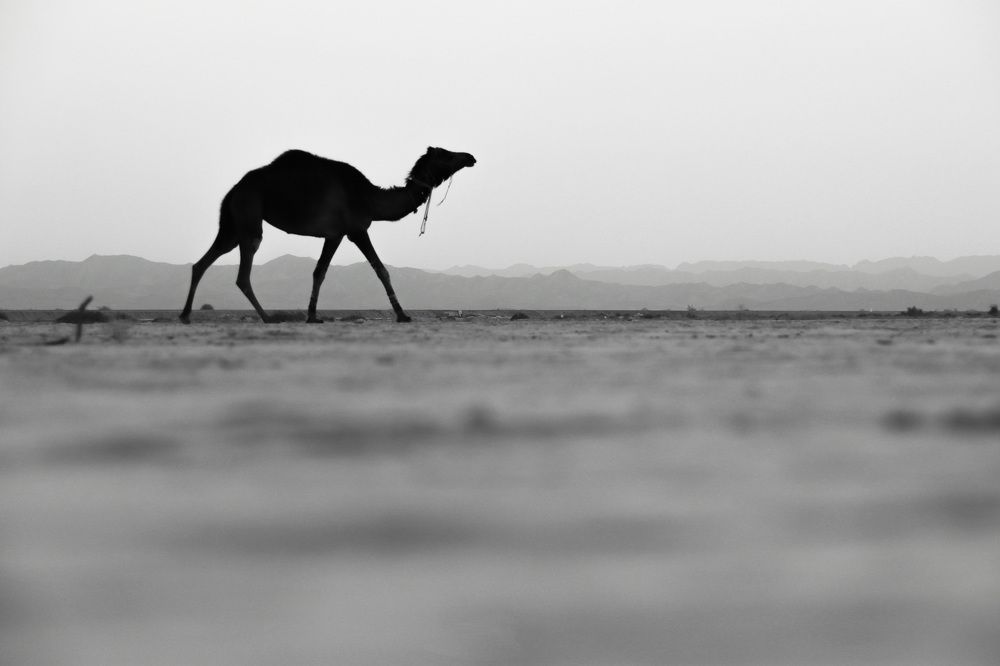 Фотография автора Israr shoukat