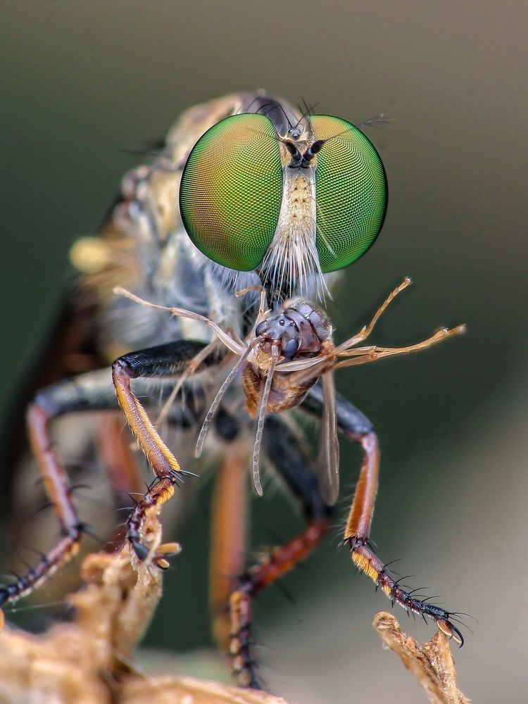 Photograph by Bidyut Kalita