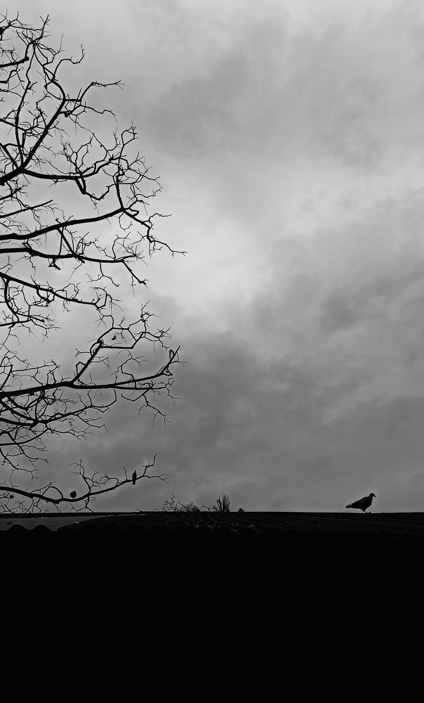 Photograph by Tajbik Tajbik