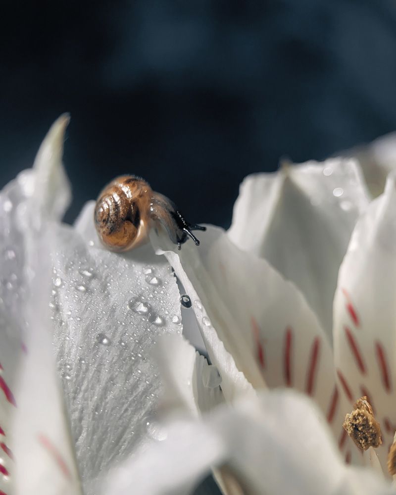 Photograph by Natalya Bulynnikova