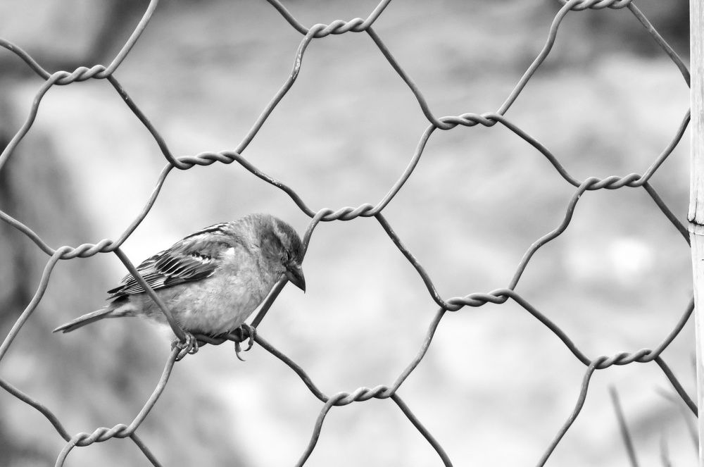Photograph by Reza Heydari