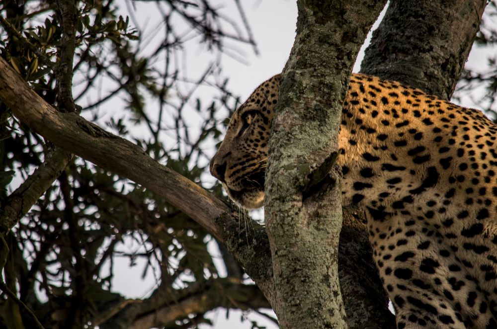 Photograph by Murad Rajabali Habib