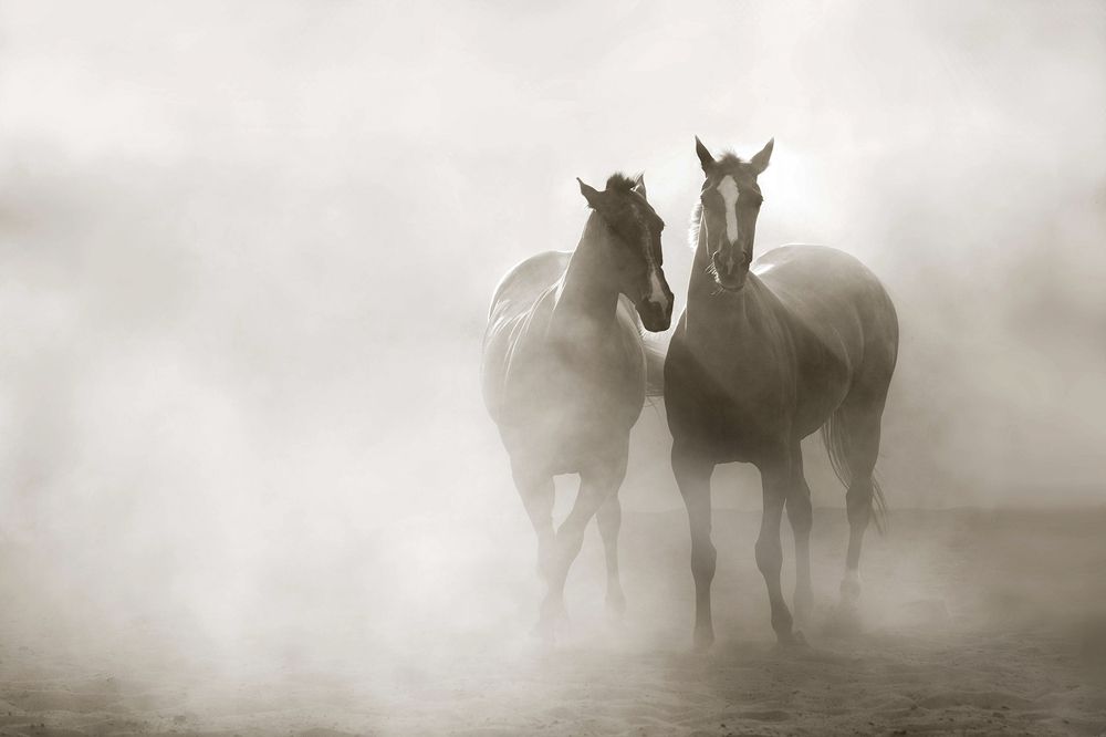 Photograph by mohanan oruvayalil