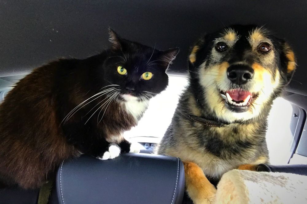 Дружба. Гоша и Глаша.