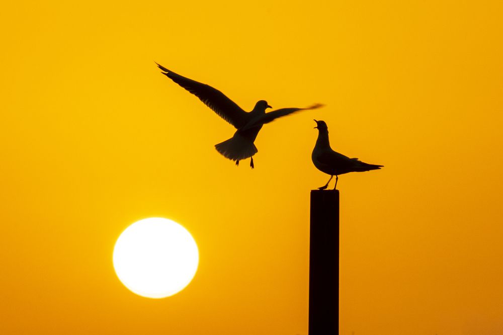 Photograph by mohanan oruvayalil