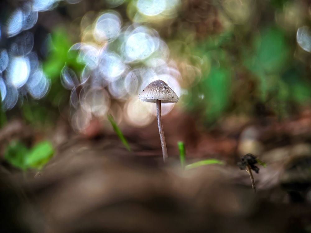 Mycena