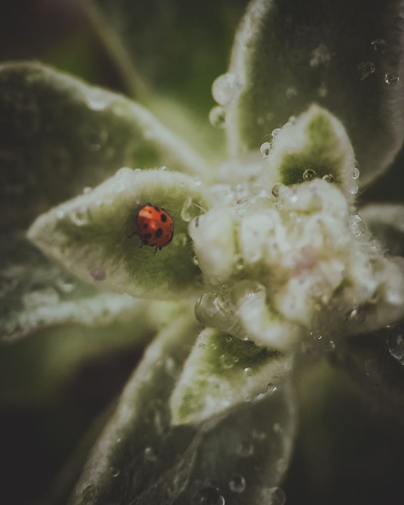 Photograph by Светлана Моисеева