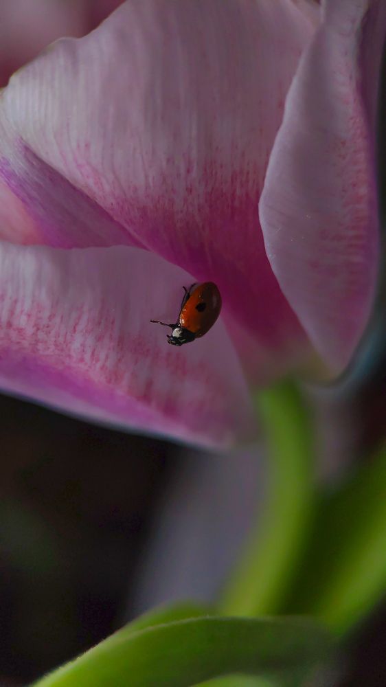 Тюльпан и божья коровка