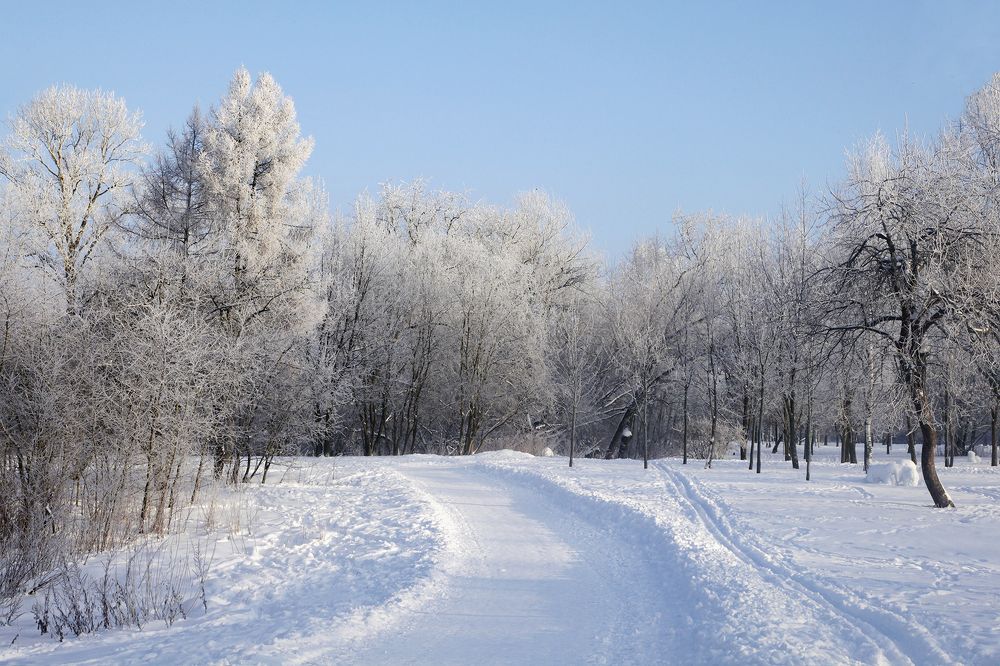 Зимнее утро в парке Александрино